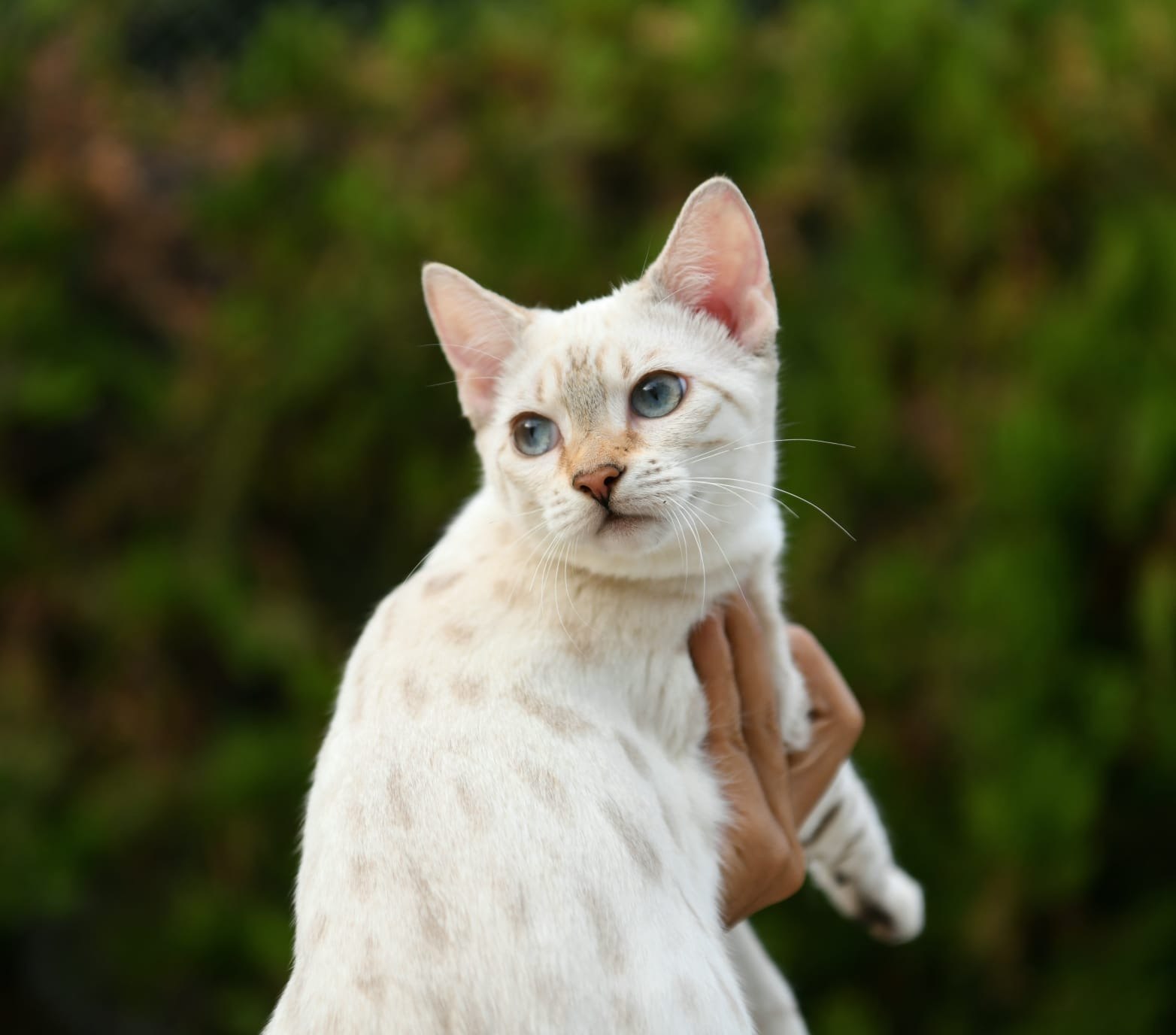 Eira, gata Bengal Snow Lynx de Etnika Cattery, España, fotografía 2