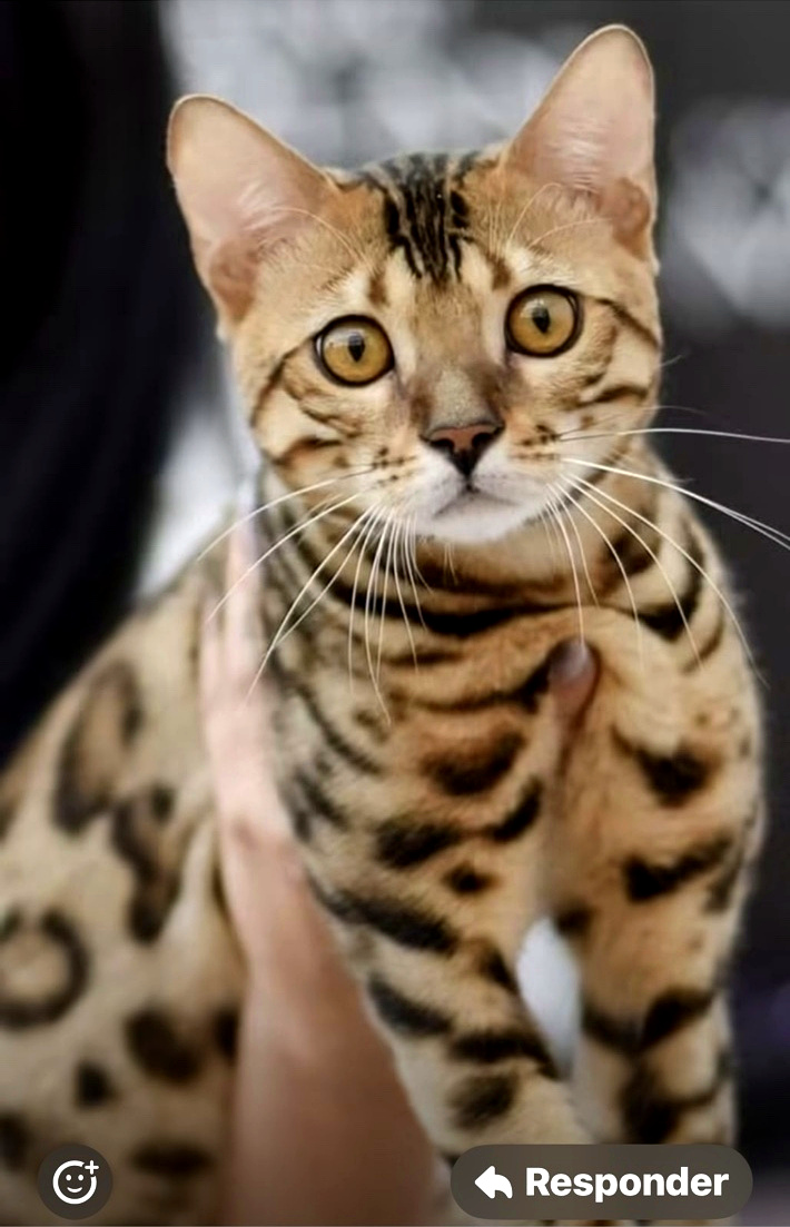 Etnika Bengal cat with golden eyes