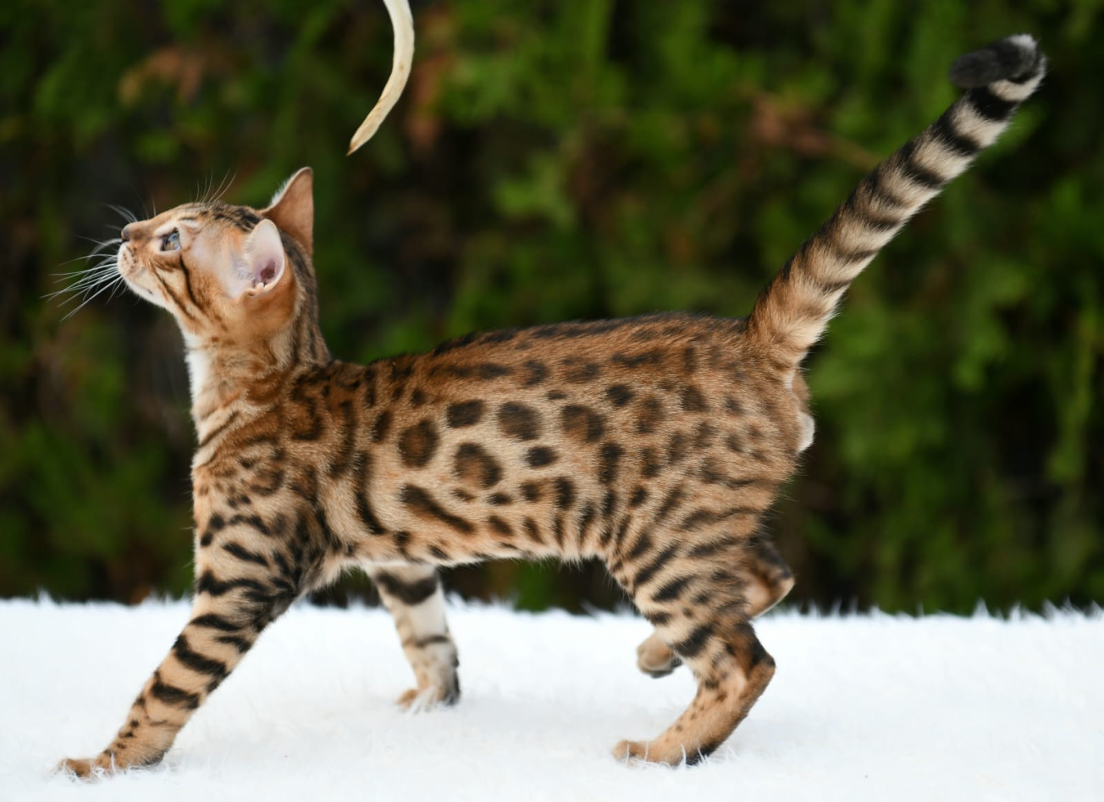 Marlo, Bengal de Etnika, fotografía original